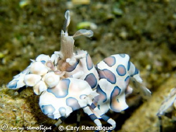 harlequin shrimp at secret reef dumaguete city philippines by Cary Remotigue 